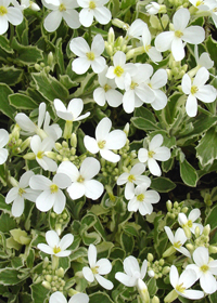 Arabis caucasica 'Variegata'